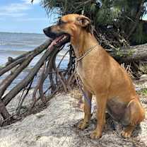 Thumbnail photo of Sadie #1