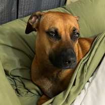 Thumbnail photo of Sadie #2