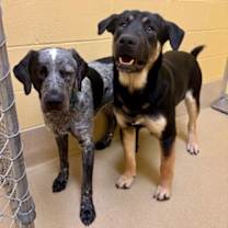 Thumbnail photo of Jake #2