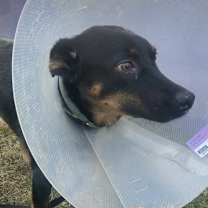 Thumbnail photo of Bannock #4