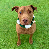 Thumbnail photo of Jackson - PAWS #1