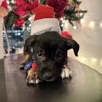 Thumbnail photo of Nash #1