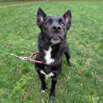 Thumbnail photo of Mula #2