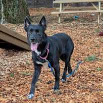 Thumbnail photo of Mula #3