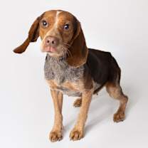 Thumbnail photo of Hazel #2