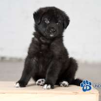 Thumbnail photo of Huckleberry #3