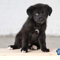 Thumbnail photo of Cranberry #3