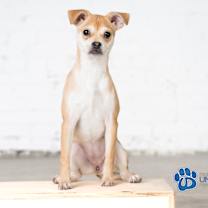 Thumbnail photo of Auri #2