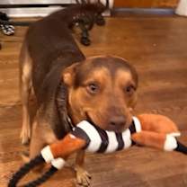 Thumbnail photo of CANELO #2