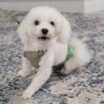 Thumbnail photo of Stevie Ray 4911 D #1