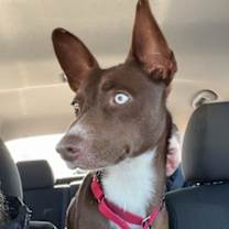 Thumbnail photo of Mollie #3