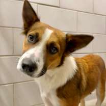 Thumbnail photo of Bells #3