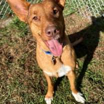 Thumbnail photo of Alpine #3