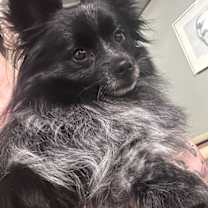 Thumbnail photo of Halsin #2