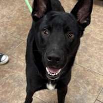 Thumbnail photo of Ford #3