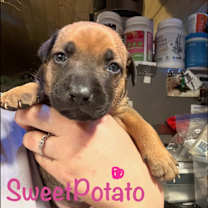 Thumbnail photo of Sweet Potato URGENT BABY‼️ #2