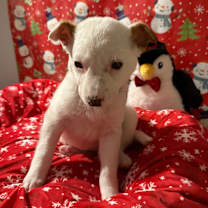 Thumbnail photo of Malta #4