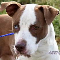 Thumbnail photo of Chico #1