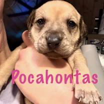 Thumbnail photo of Pocahontas URGENT BABY ‼️ #2
