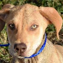 Thumbnail photo of Jetter #1