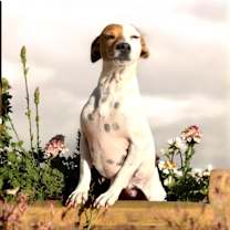 Thumbnail photo of Two Face #1