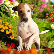 Thumbnail photo of Two Face #2