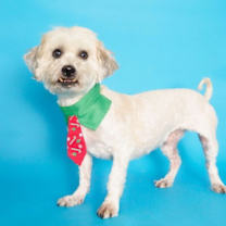 Thumbnail photo of Henry #1