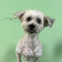 Thumbnail photo of Henry #2