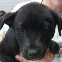 Thumbnail photo of Miriam pups #2