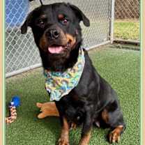 Thumbnail photo of ROXY #1