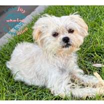 Thumbnail photo of Trixie MB #1