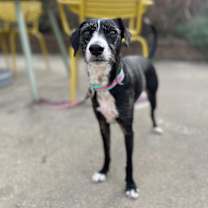 Thumbnail photo of Bramble #1