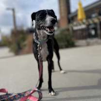 Thumbnail photo of Bramble #4