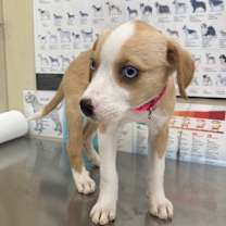 Thumbnail photo of Luna #2