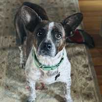 Thumbnail photo of Lucy aka Mona Lisa #3