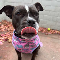 Thumbnail photo of Daisy Boo #1