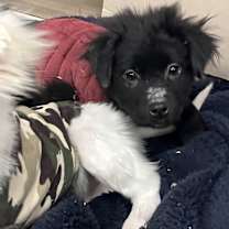 Thumbnail photo of Dalkom #1