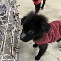 Thumbnail photo of Dalkom #3