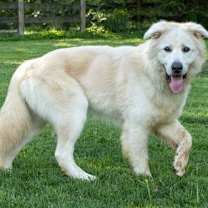 Thumbnail photo of JACK JUNIOR #1