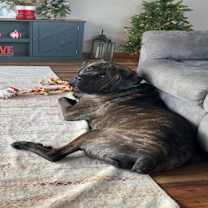 Thumbnail photo of Sarge #2