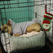 Thumbnail photo of Glory #4