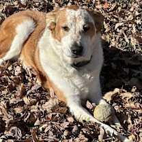 Thumbnail photo of 25-106 Isabella "Bella" #4