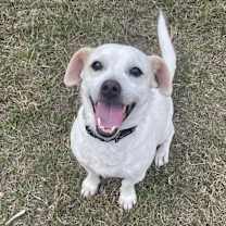 Thumbnail photo of Dennis #1