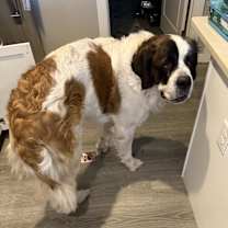 Thumbnail photo of Odie #2