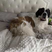 Thumbnail photo of Odie #4