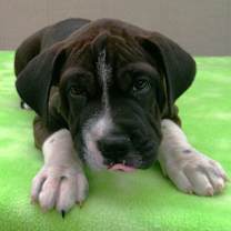 Thumbnail photo of Tugboat #4