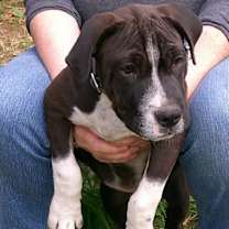 Thumbnail photo of Tugboat #3