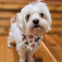 Thumbnail photo of Ghost #1