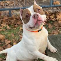 Thumbnail photo of Petunia #1