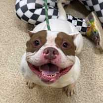 Thumbnail photo of Petunia #3